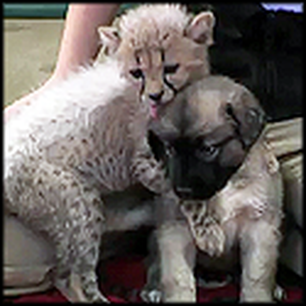 Baby Cheetah and Puppy are Best Friends