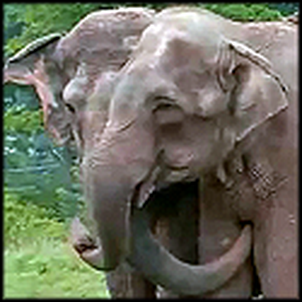 Elephants Reunite After 20 Years Apart