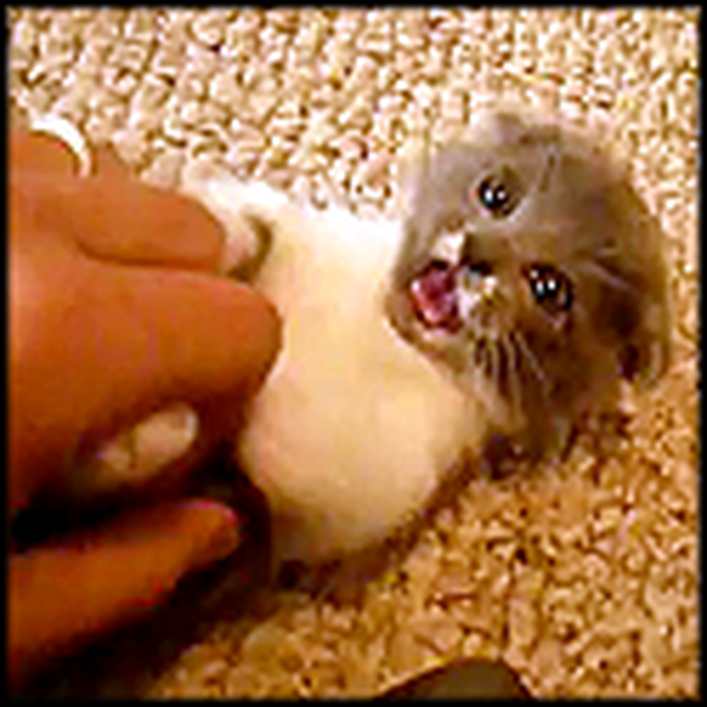 The Most Adorable Scottish Fold Kitten Plays