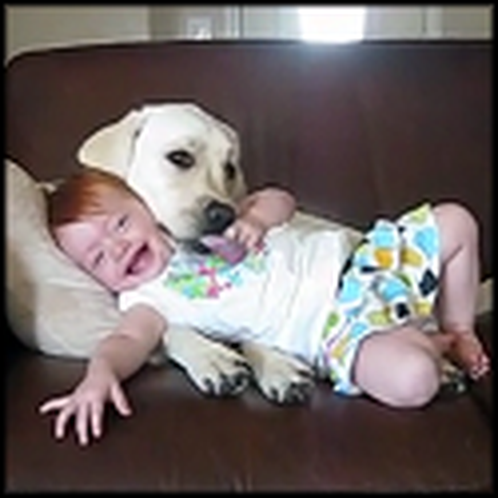 Happy Dog and Cute Baby Really Love Each Other