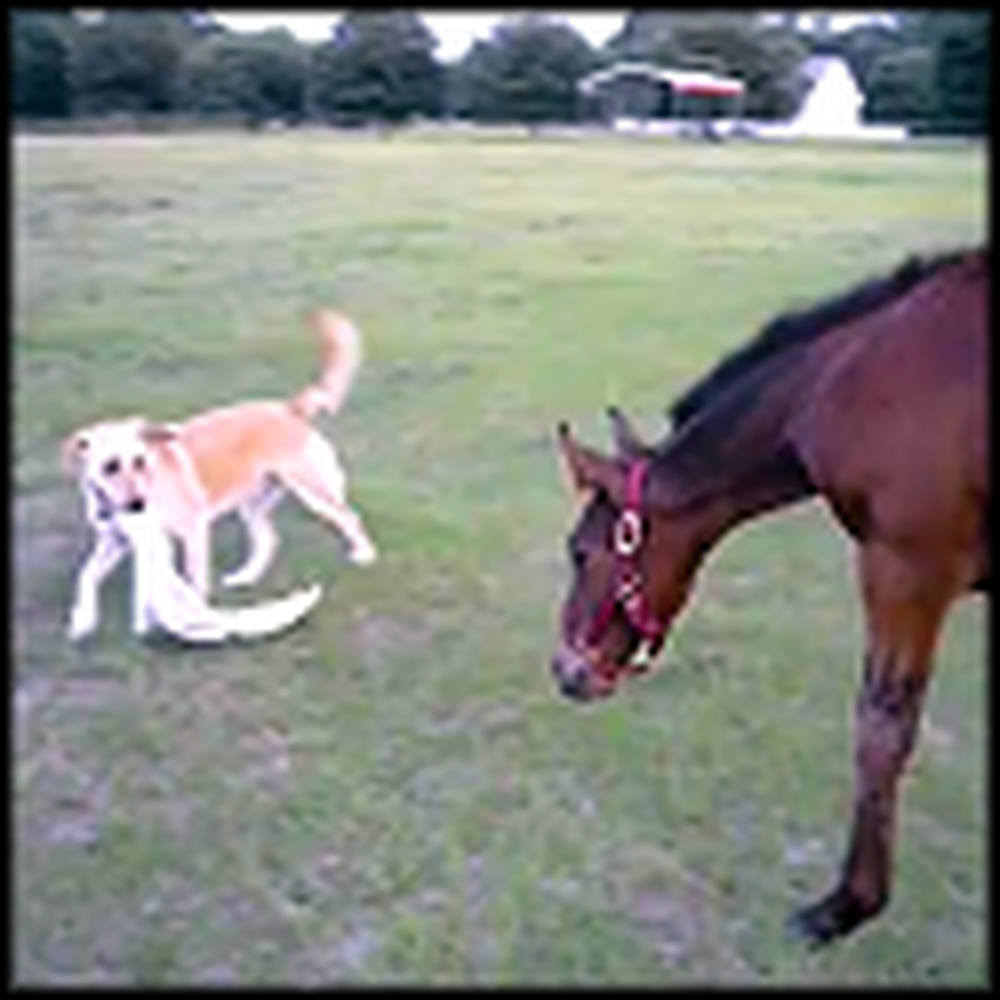 Baby Horse and Dog Play an Adorable Game of Tag