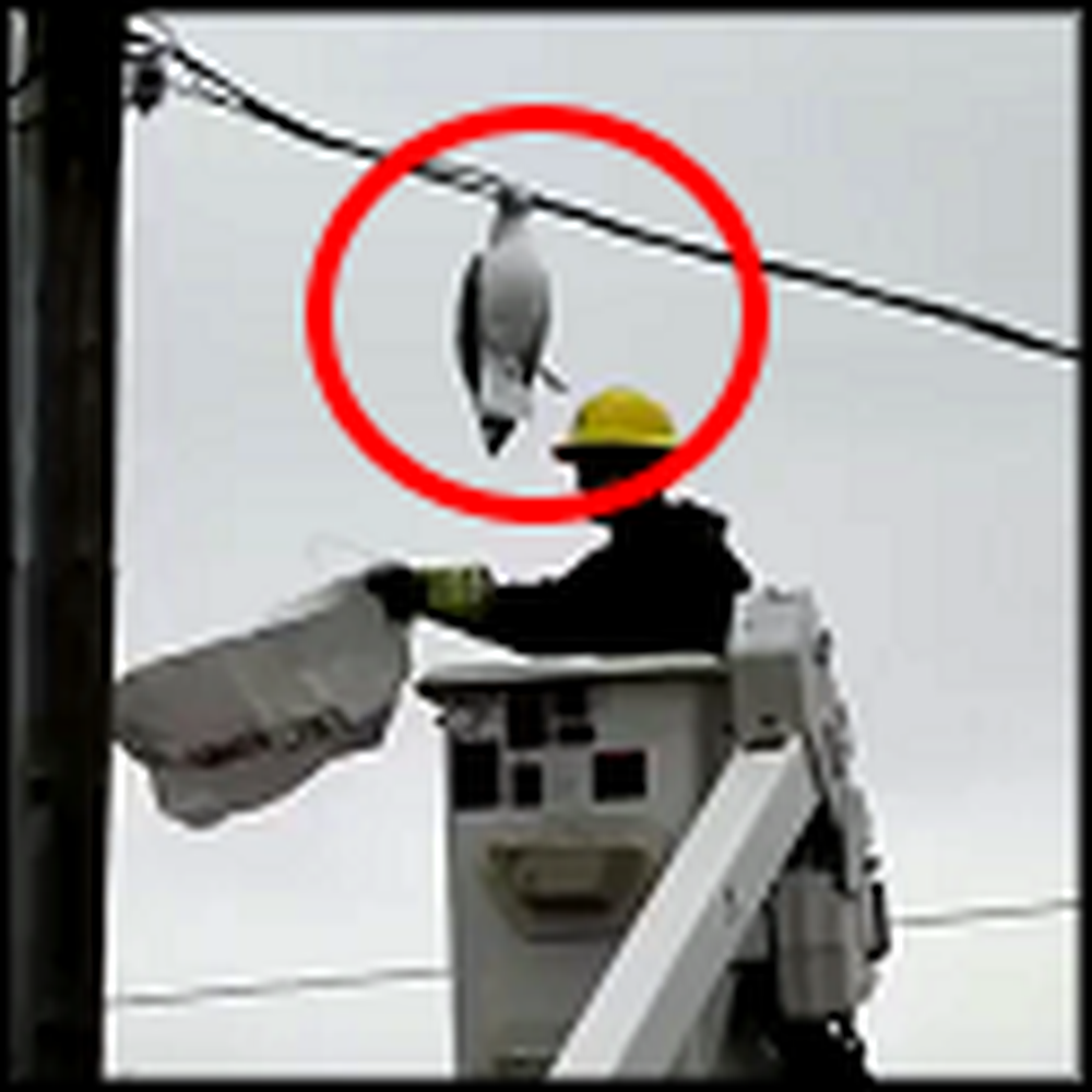 Caring Rescue of a Seagull Caught in Electrical Wires
