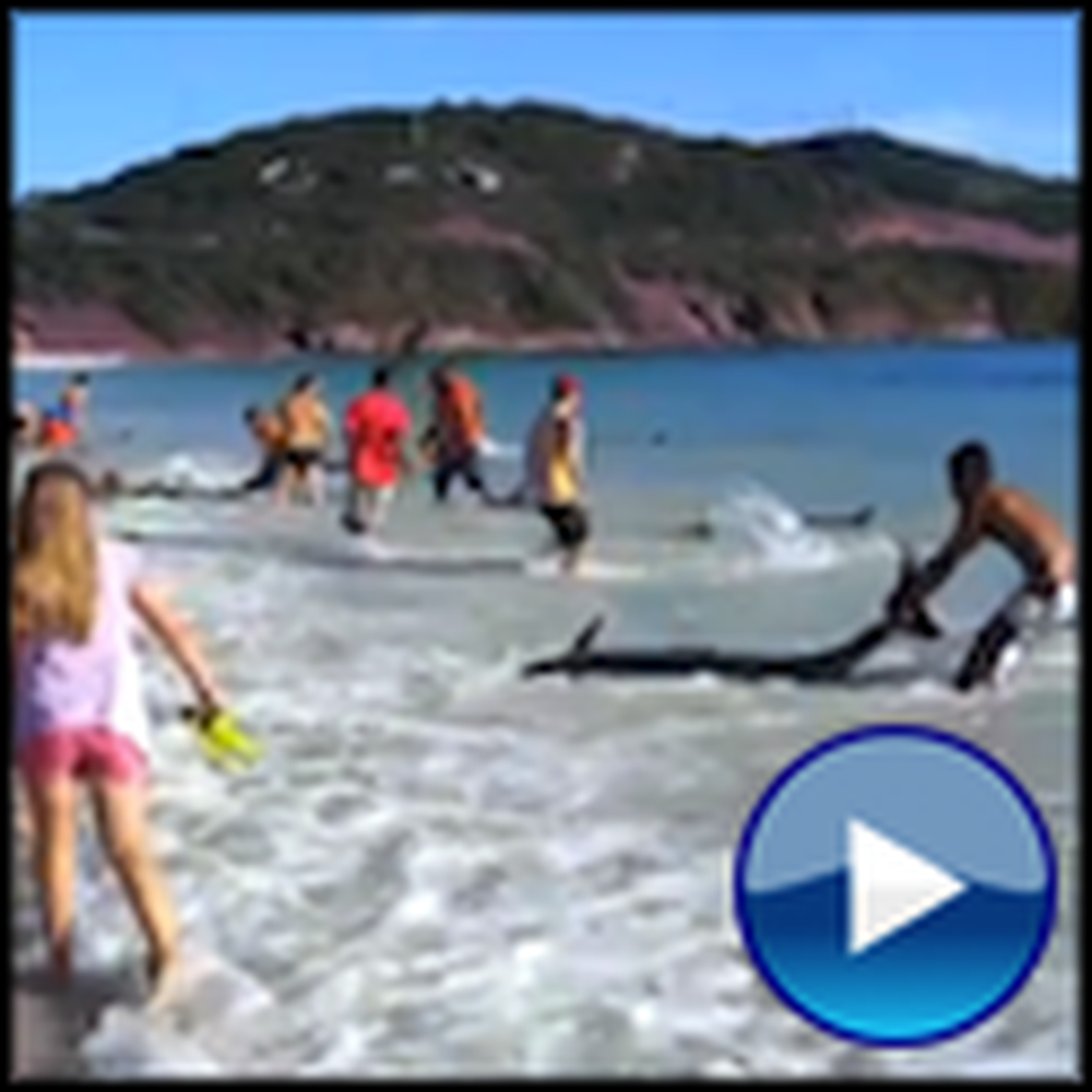 30 Stranded Dolphins Rescued - One of the Most Amazing Sights Ever