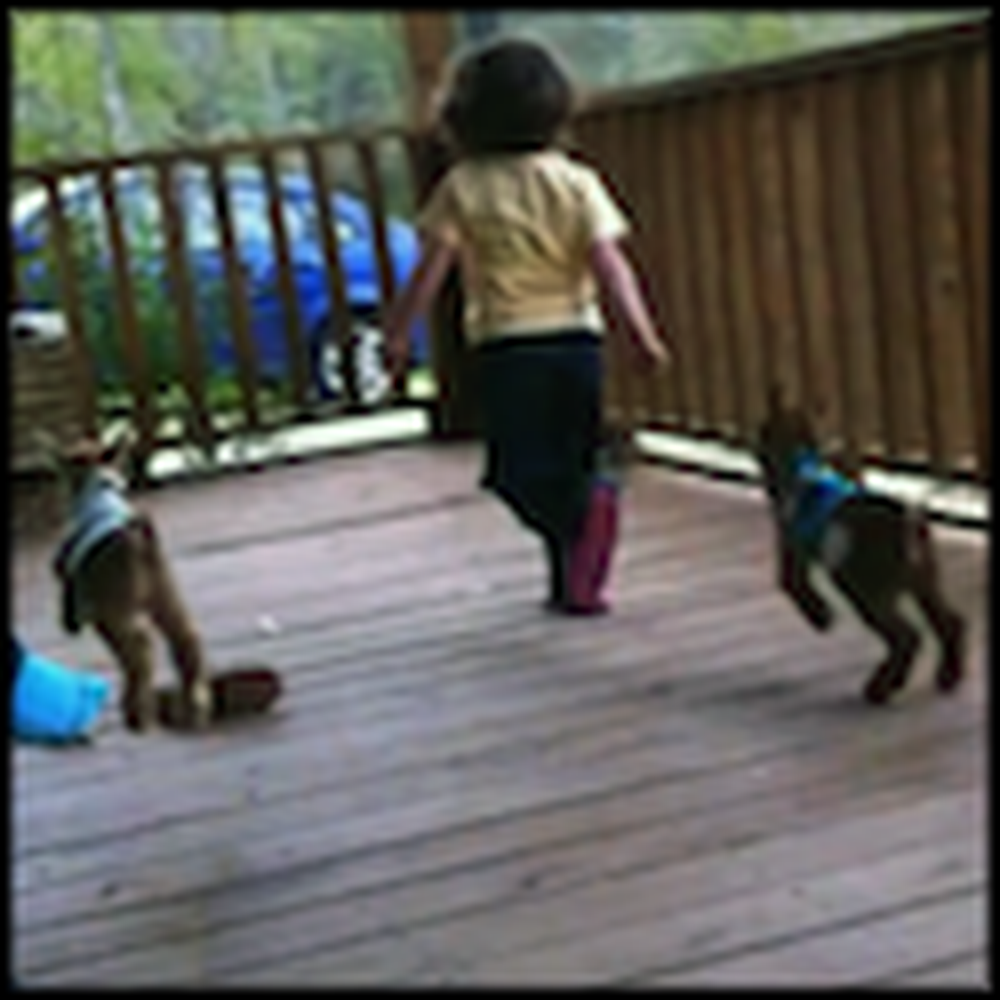Little Girl Plays with Two Baby Goats Wearing Sweaters