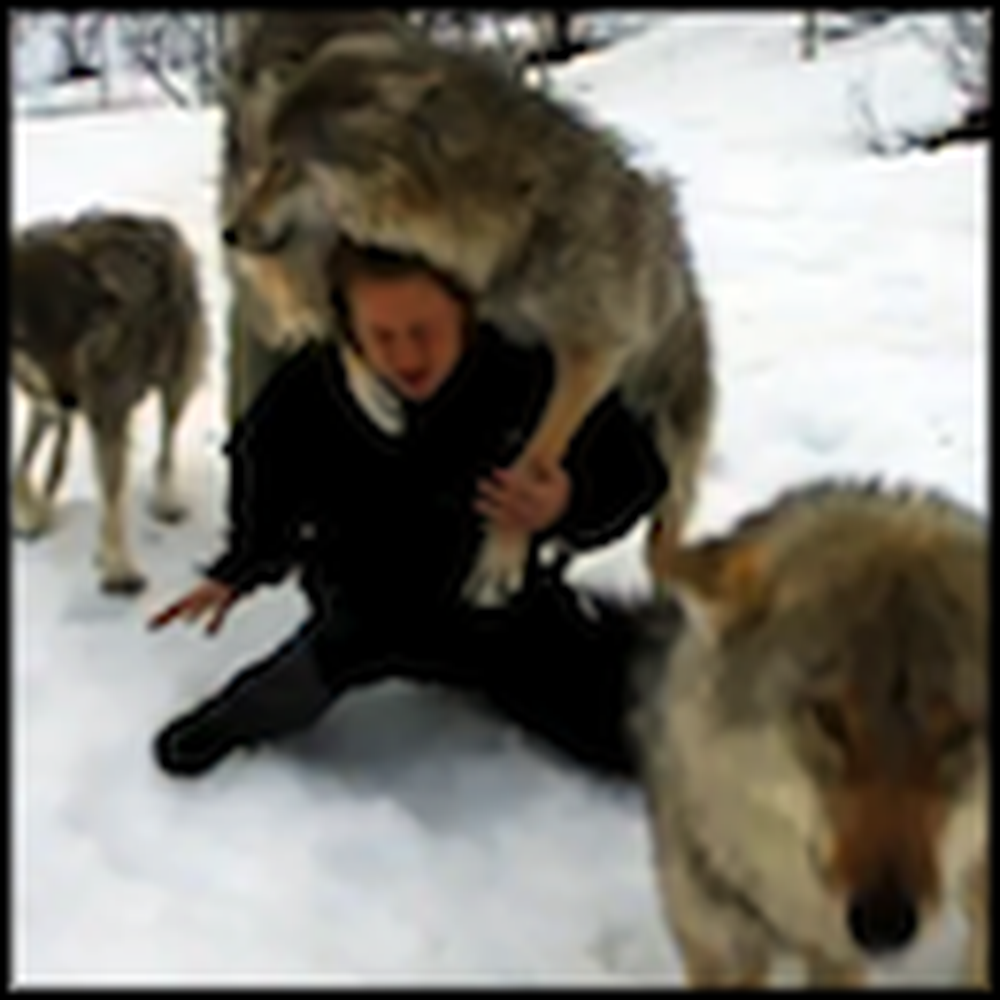 Woman Reunites with the Wolves She Socialized - Awesome
