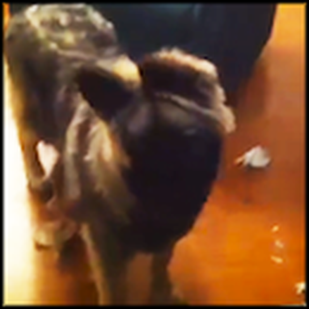 Doggy in Trouble Sends Himself to his Room - So Cute