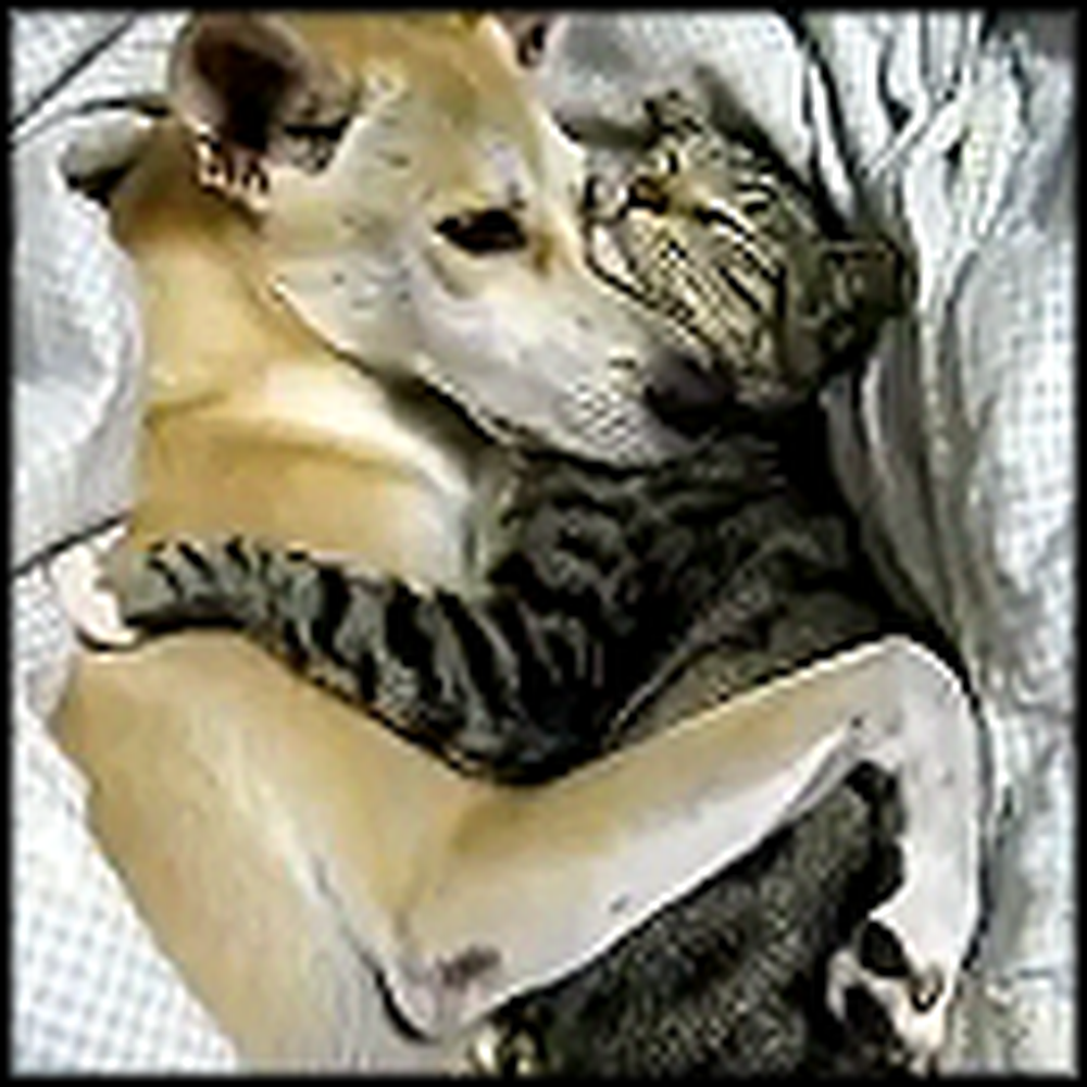 Doggy and Kitty Cuddle Together - Cutest Video Ever