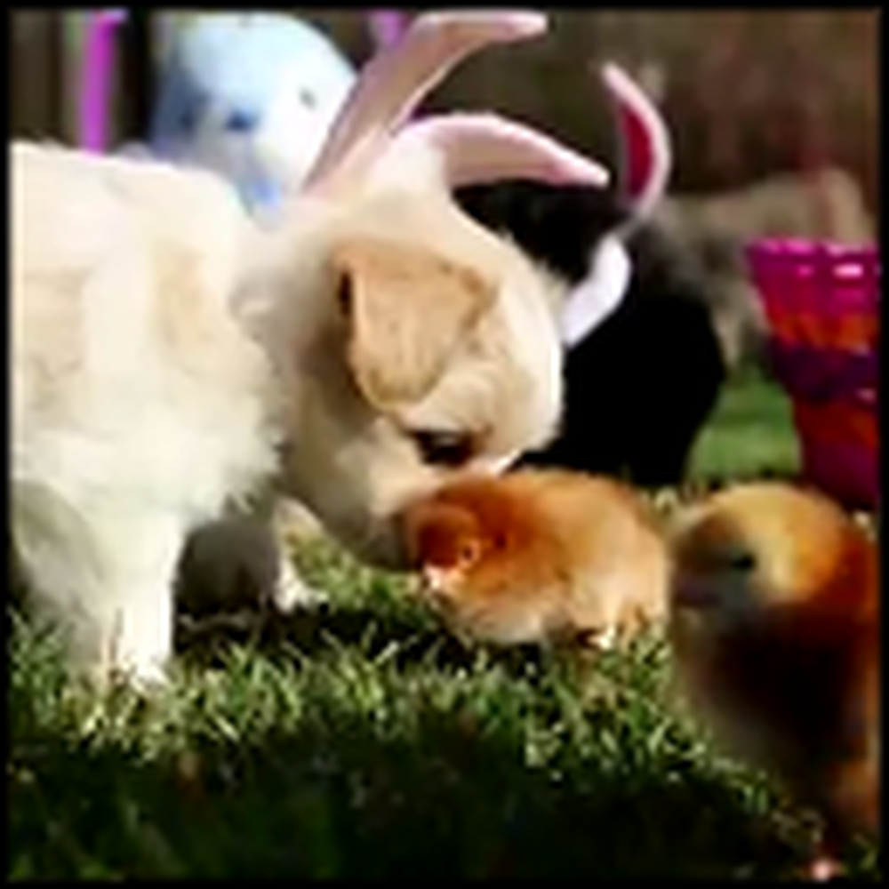 Puppy Easter - a Super Cute Video to Make You Smile