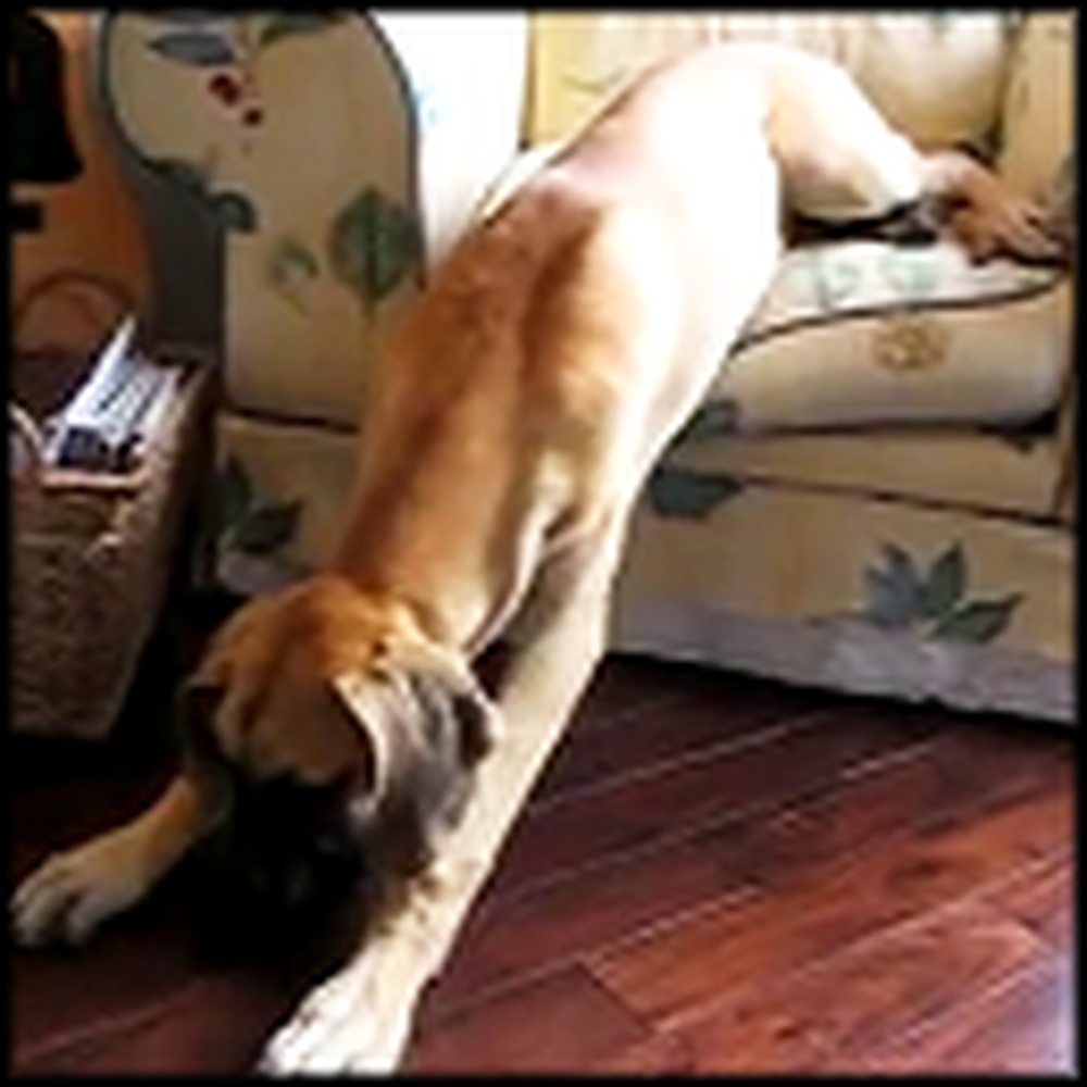 Doggy Wakes Up From a Nap - What He Does is Hilarious