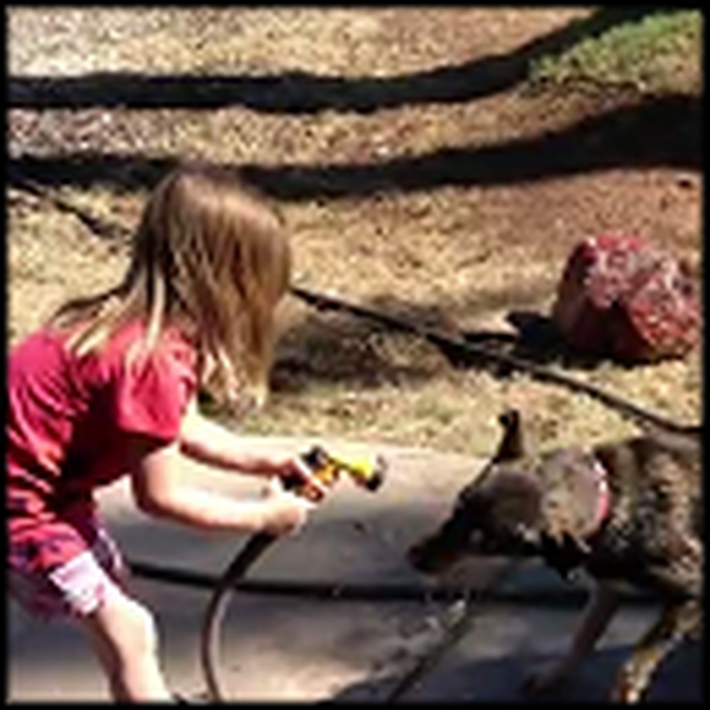 A Dog, a Little Girl, and a Hose Have Never Been So Cute