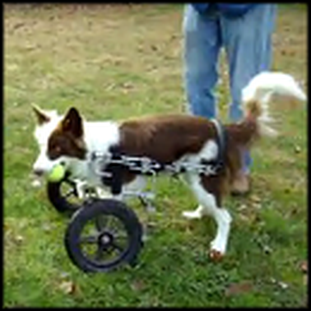 Rescued Border Collar with Deformed Front Legs Races Around with his Cart
