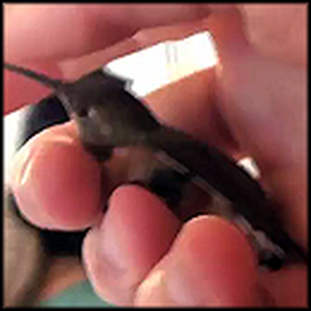A Short But Very Sweet Hummingbird Rescue