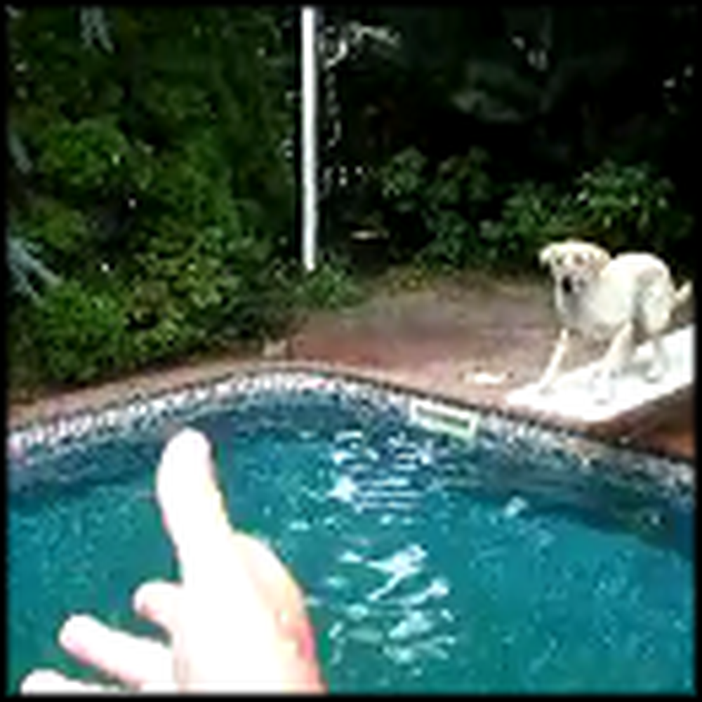 Awesome Dog Uses a Diving Board to Catch a Ball