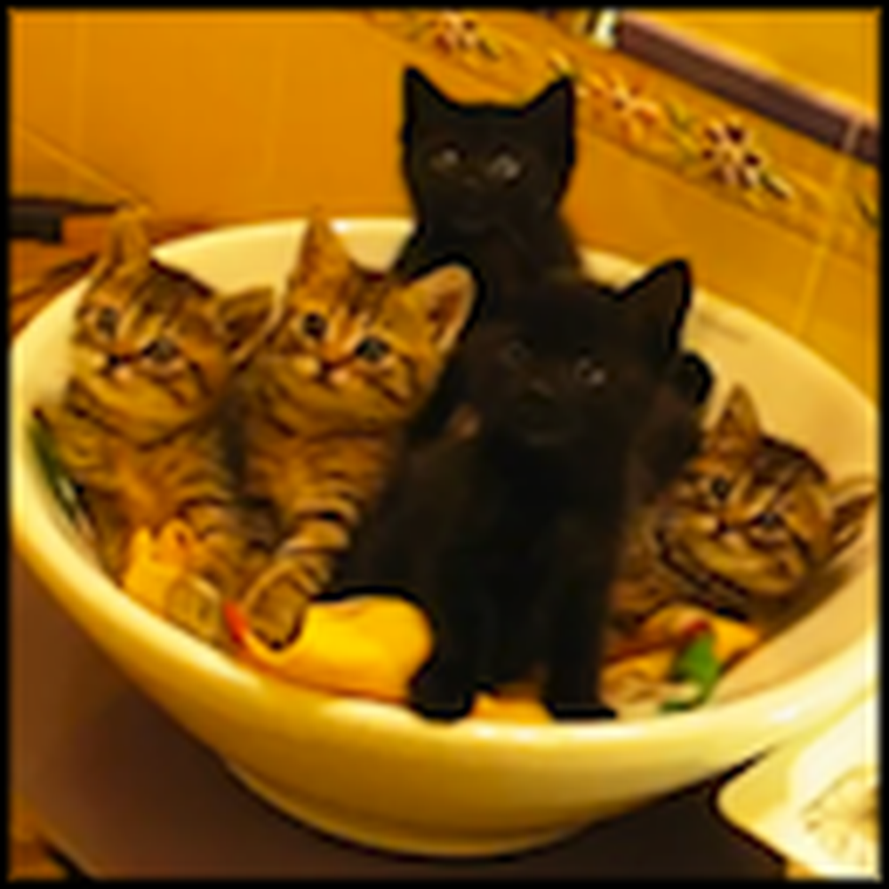 A Bowl of Synchronized Kittens to Make You Smile
