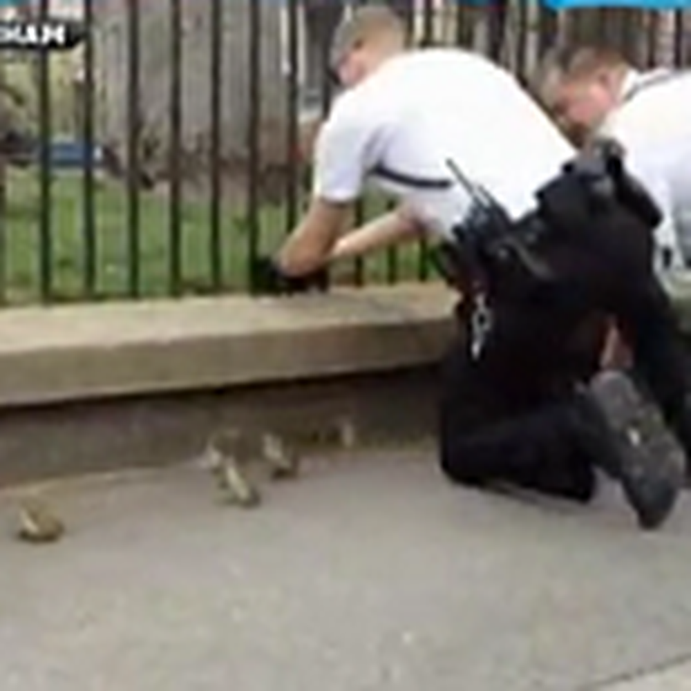 Secret Service Helps Ducklings on the White House Lawn - Awww