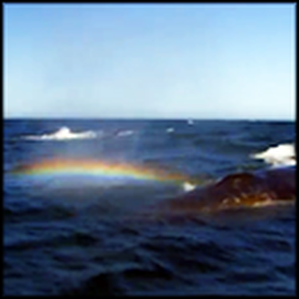 Whale Sprays a Rainbow Out of its Blowhole - Awesome Video