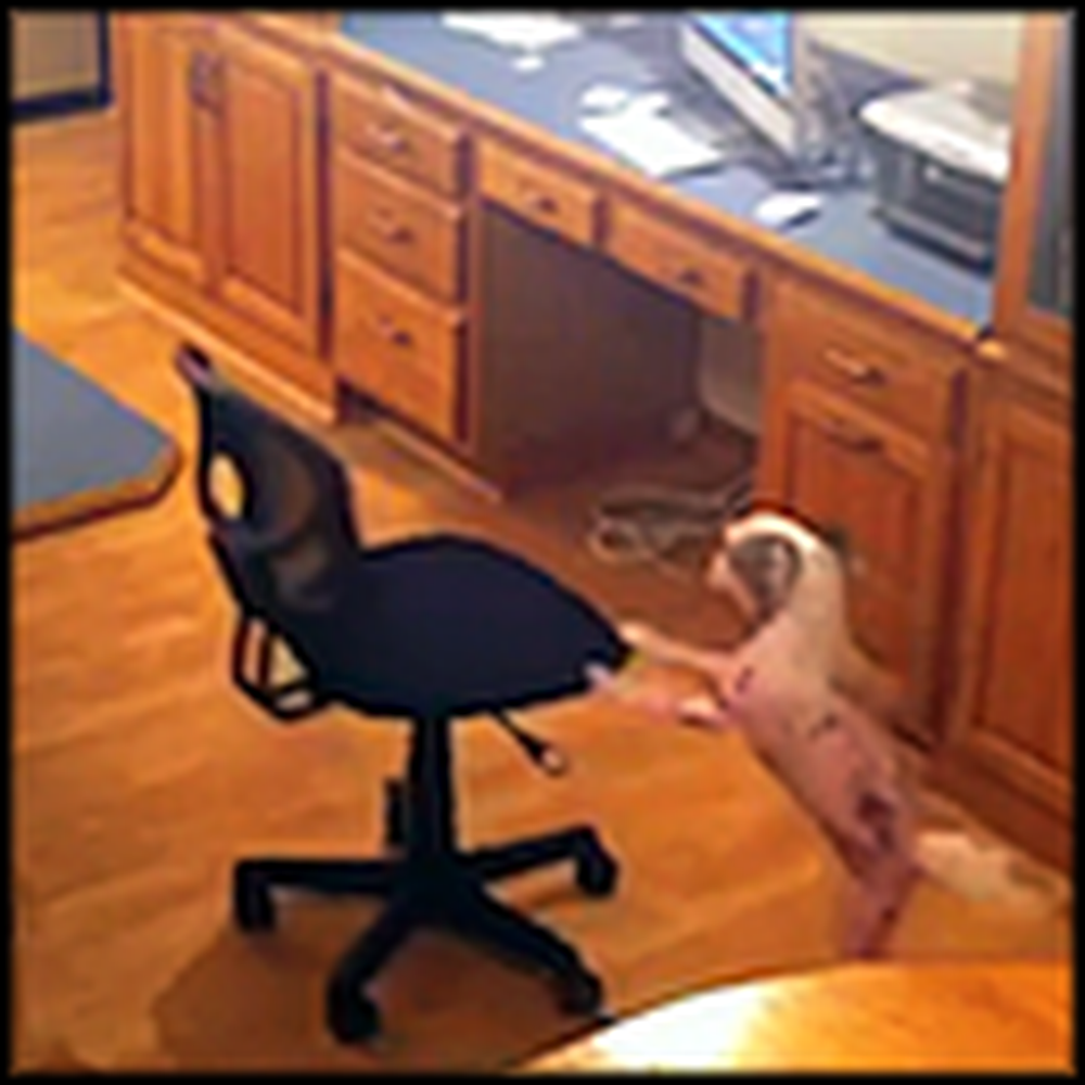 Smart Dog Figures Out the Most Clever Way to Get on the Table
