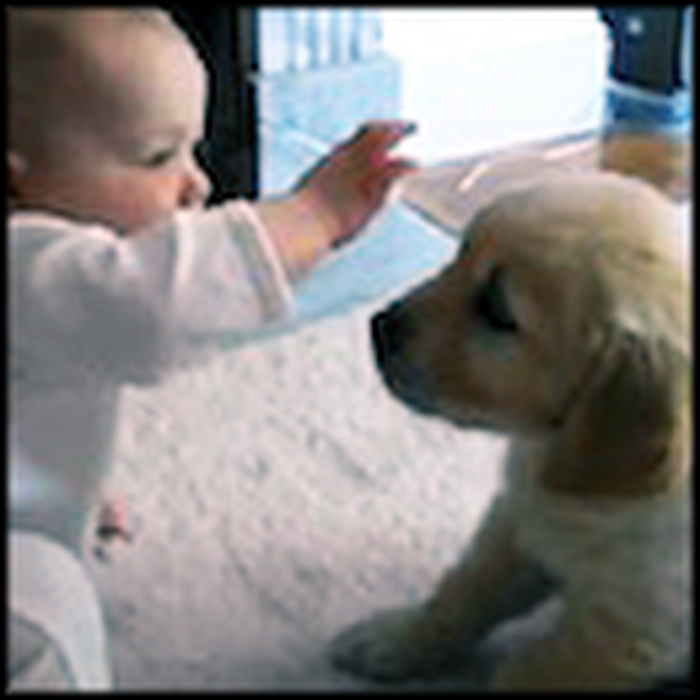 Baby and Golden Retriever Puppy Meet for the First Time