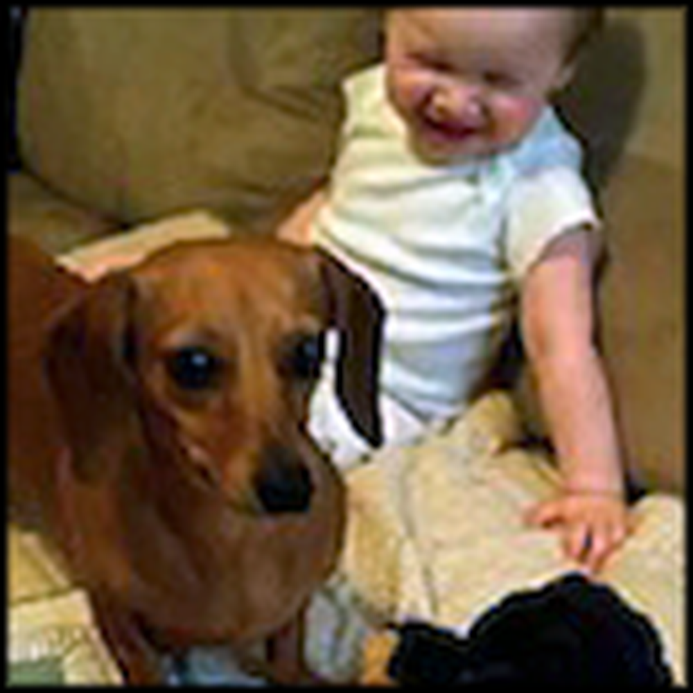A Dachshund Gives This Baby Uncontrollable Giggles