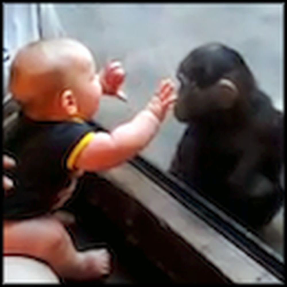 Baby and Young Chimp Can't Get Enough of Each Other