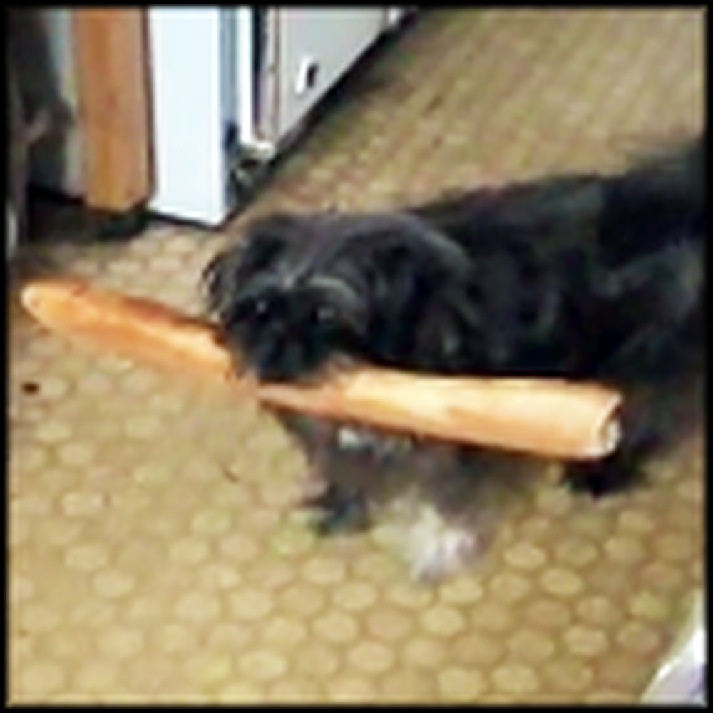 Baguette Thief Gets Busted in the Cutest Way Possible