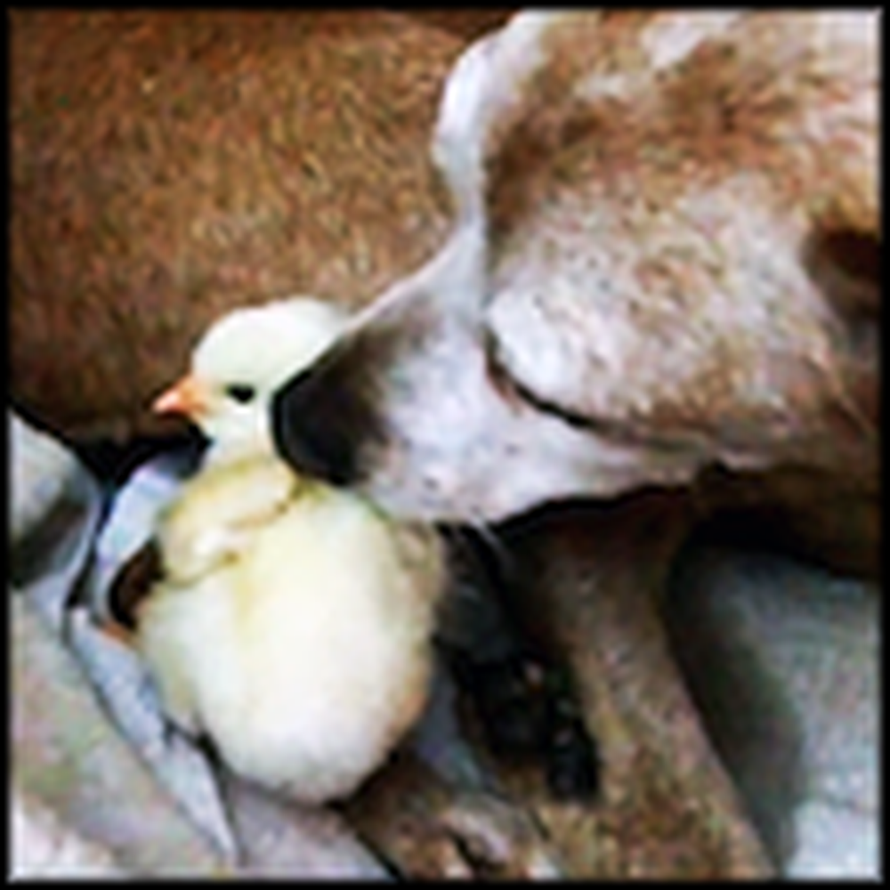 Tender Doggy Takes Care of a Cute Little Chick