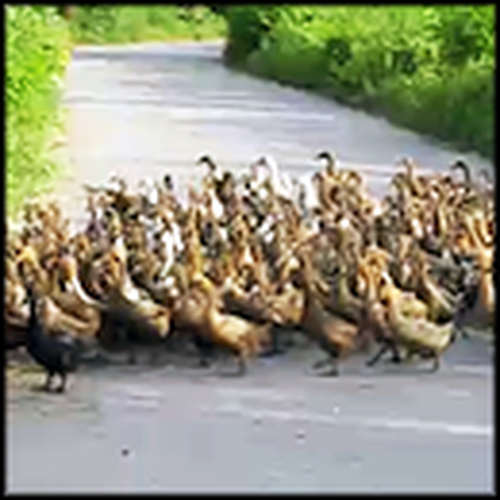 Awesome Footage Shows a Parade of Over 2000 Ducks - Wow