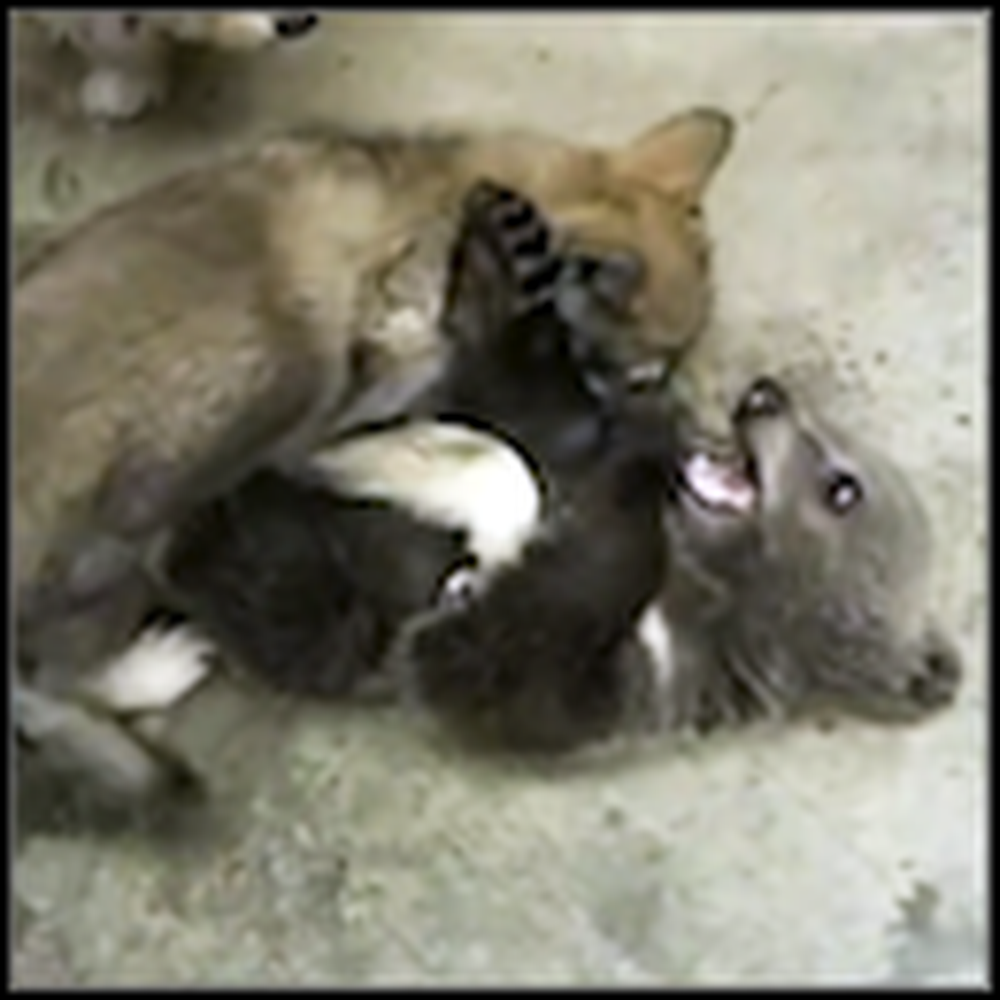 Adorable Bear Cub and Wolf Cub Become Best Friends