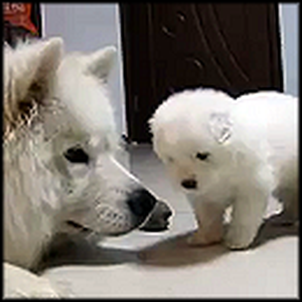 The Most Adorable Puppy Ever Gets to Know Mommy