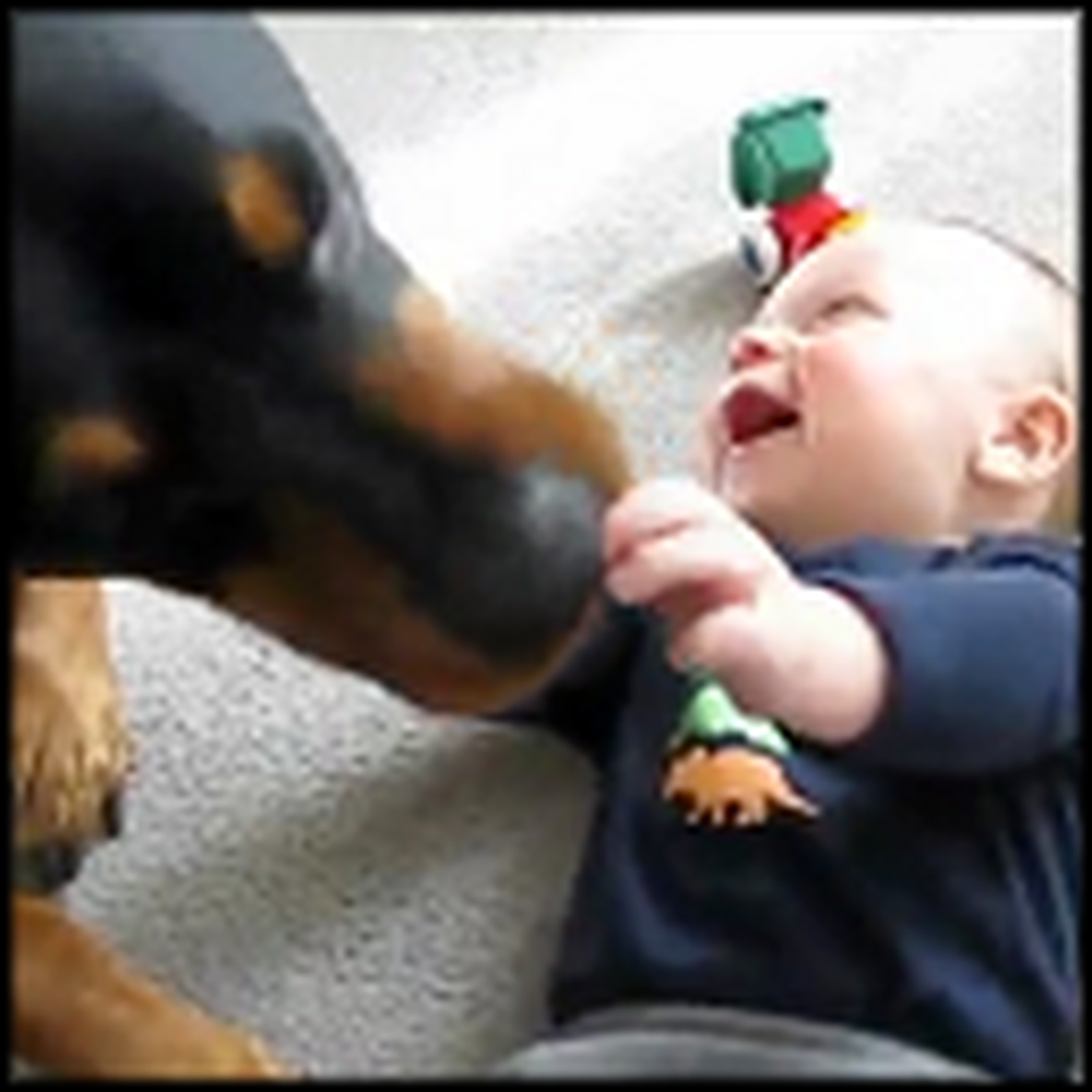 Huge Lovable Dog Causes a Baby Laugh Attack