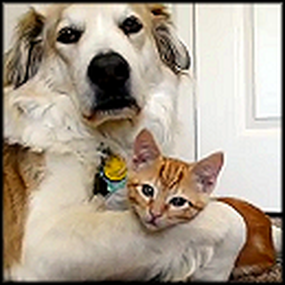 Dog Snuggles with his Little Kitty So Tightly - Very Cute
