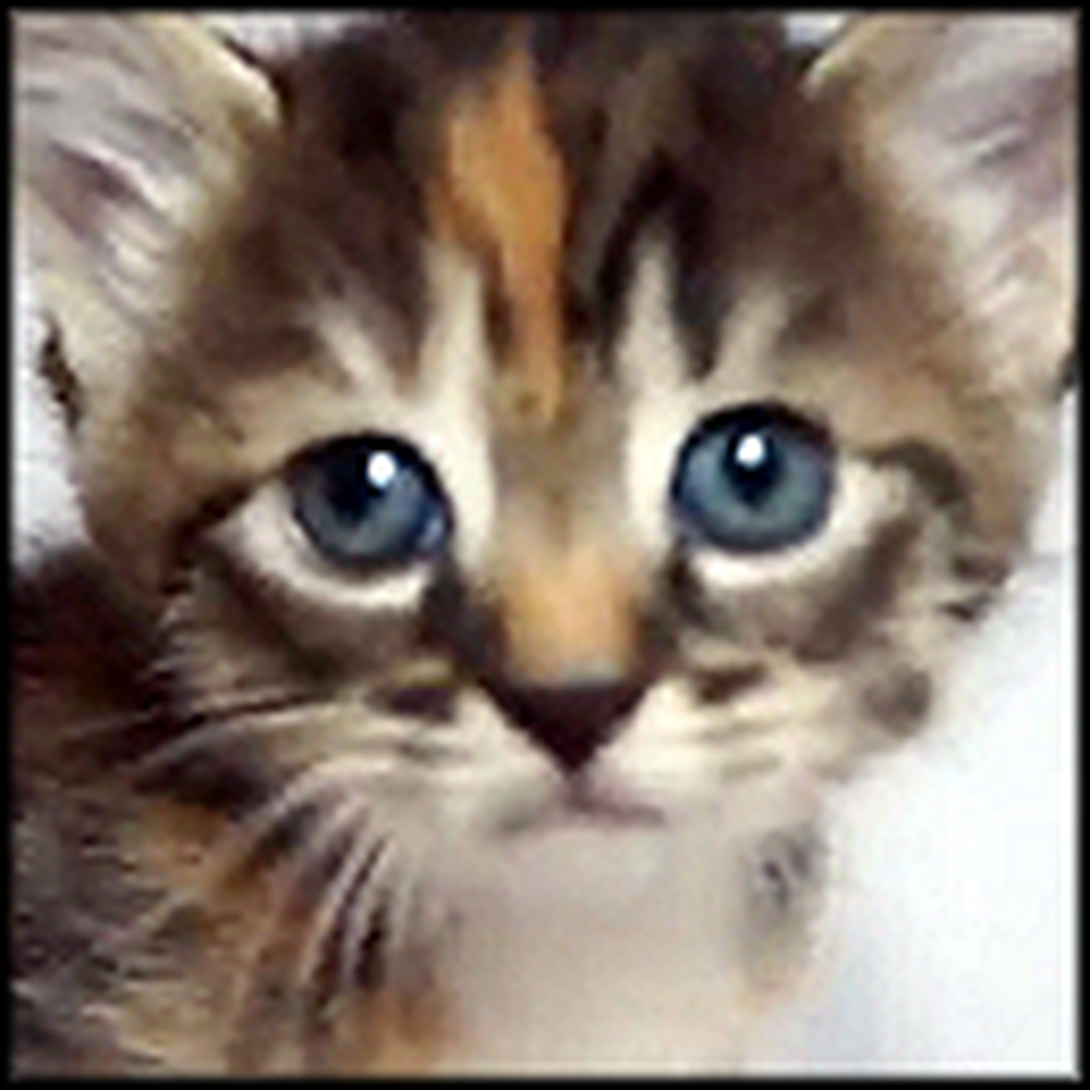 The Cutest Little Kitten Ever Just Wants Your Attention