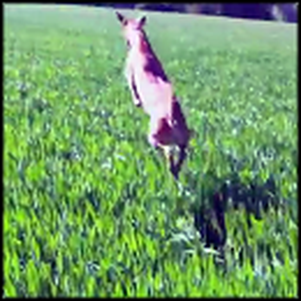 The Happiest Dog Ever Jumps Like a Kangaroo