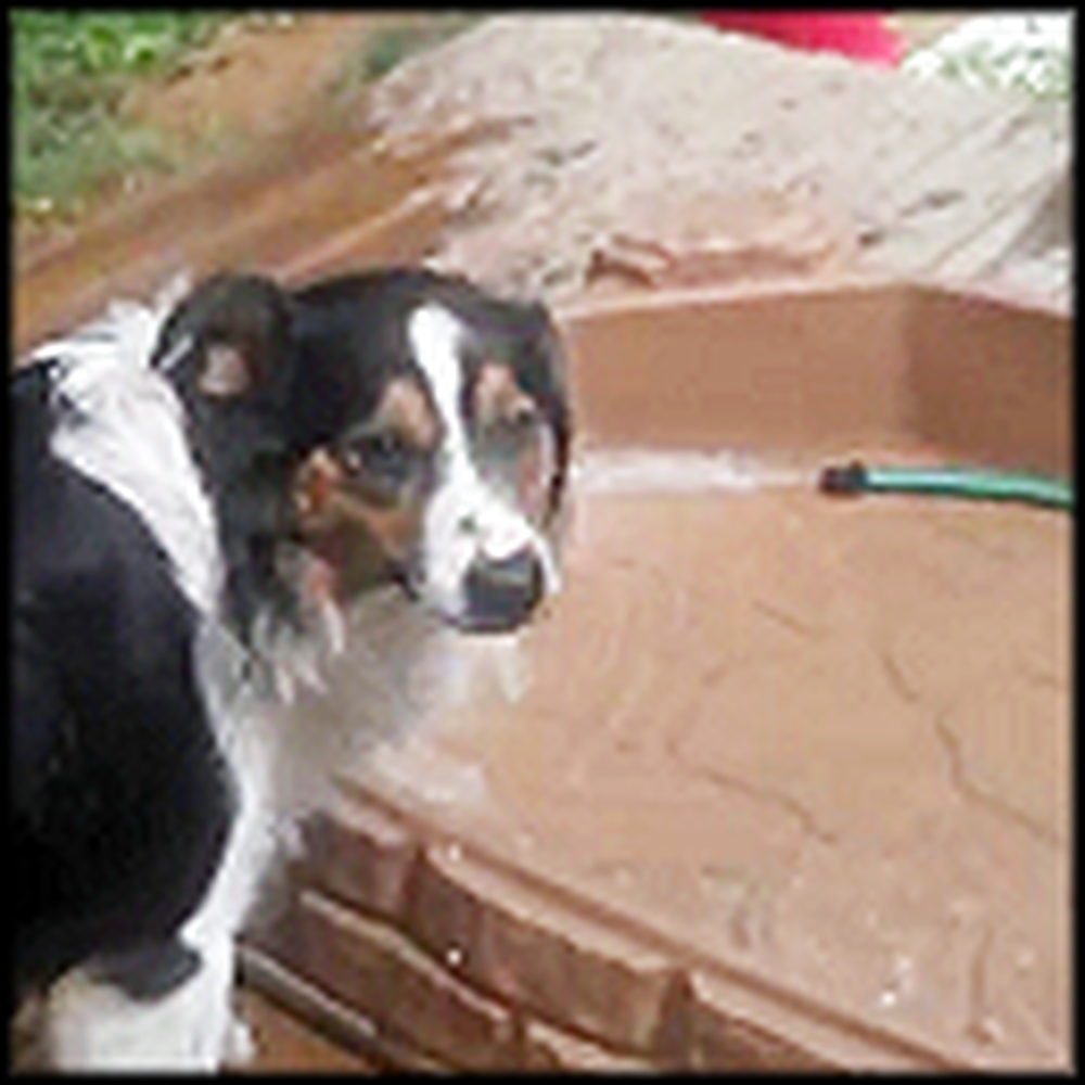 Smart Dog Figures Out How to Use the Hose to Cool Down