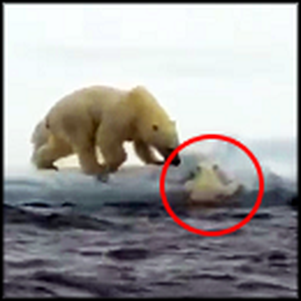 Polar Bear Mommy Comes to the Rescue of her Troubled Cub