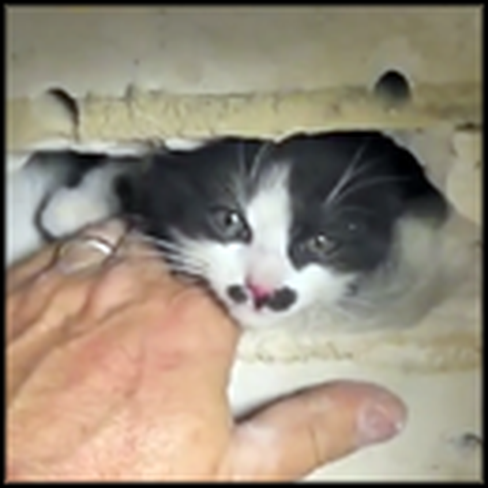 Man Busts Down a Wall to Rescue a Trapped Kitten