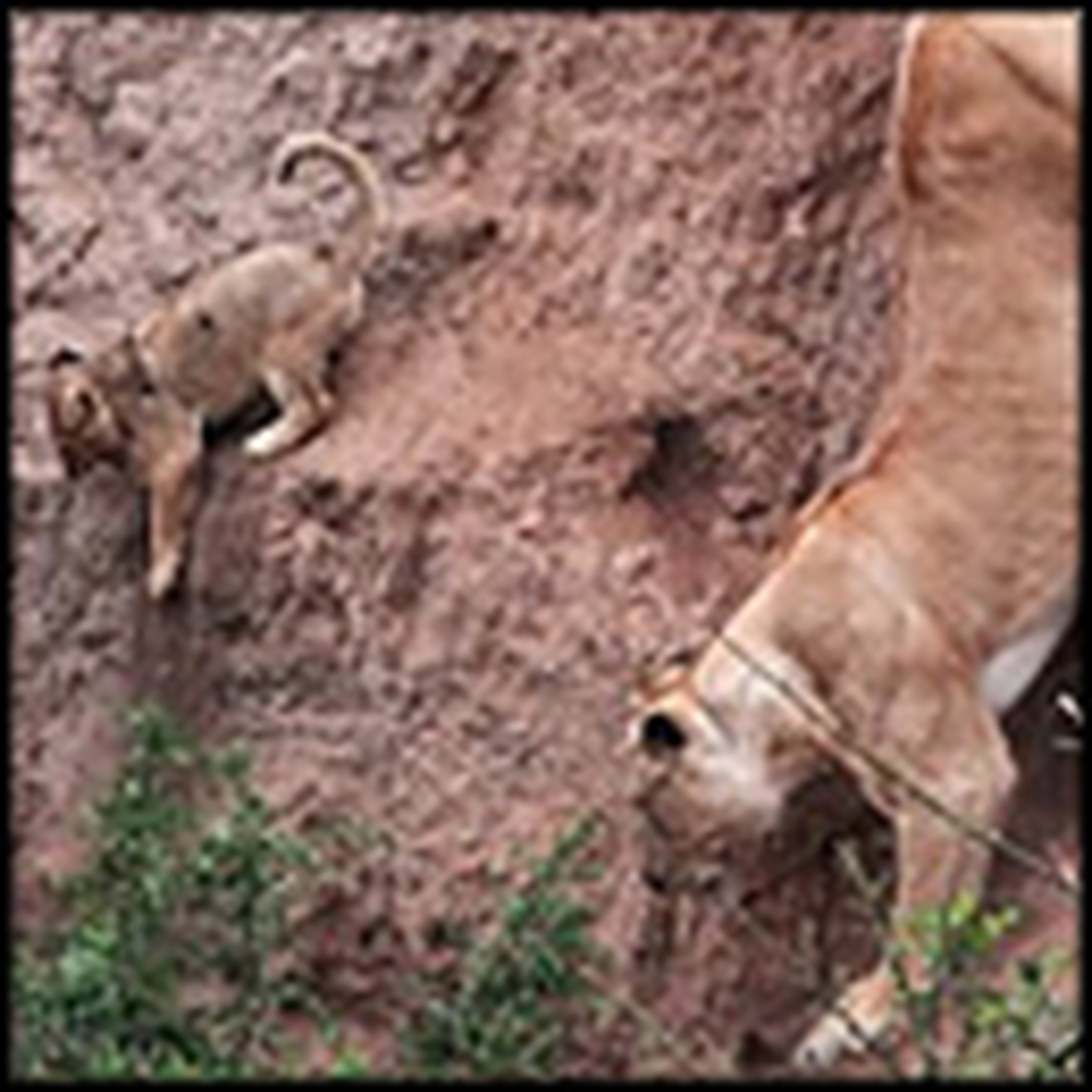 Dramatic Rescue of a Lion Cub From the Side of a Cliff