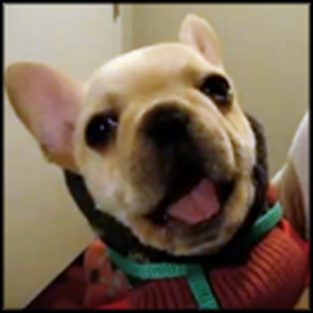 Awesome Dog Says I LOVE YOU to his Owner - LOL