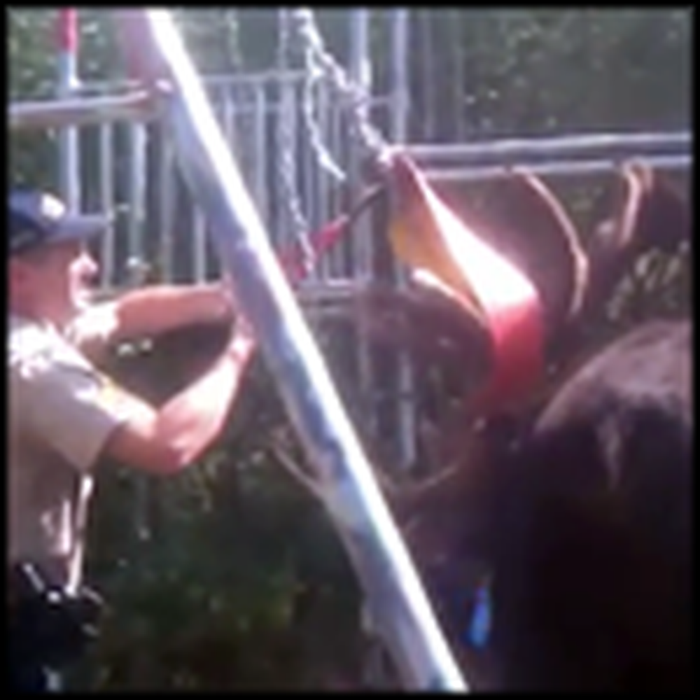 A Moose Gets Caught in a Swingset - But Watch What this Sheriff Does