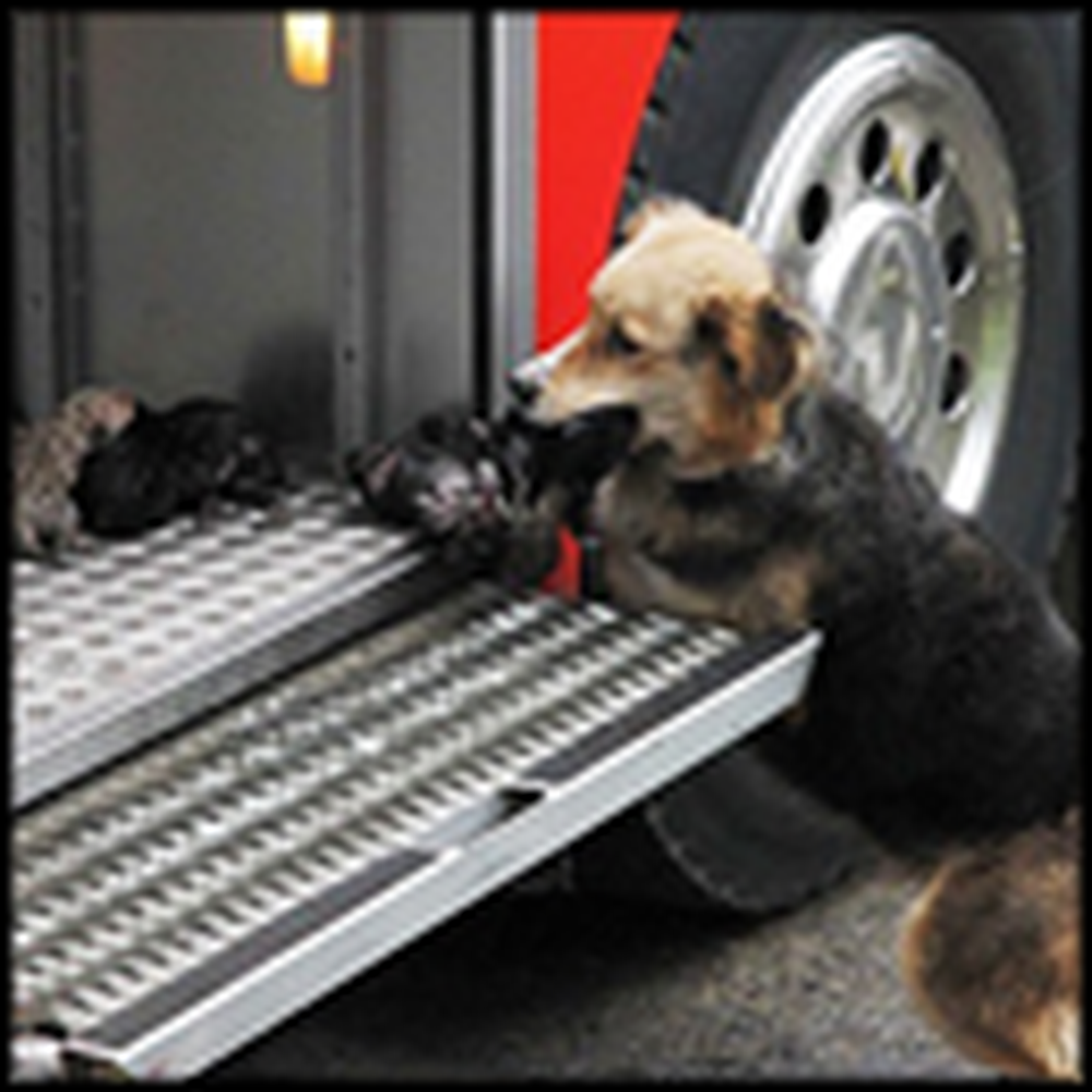 Mother Dog Risks Her Life to Save Her Babies From a Fire