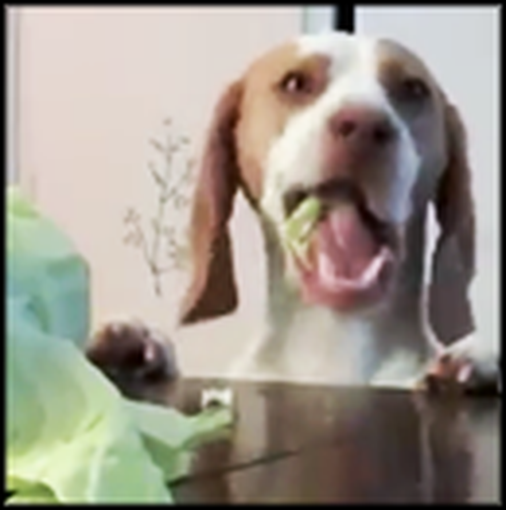 Dog Wants a Head of Cabbage More than Anything - LOL