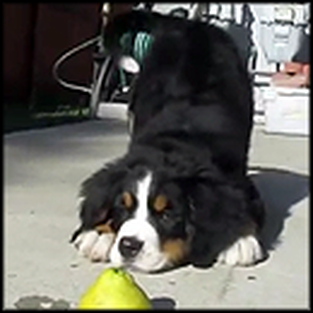 Adorable Puppy Plays with a Lemon - This is So Cute
