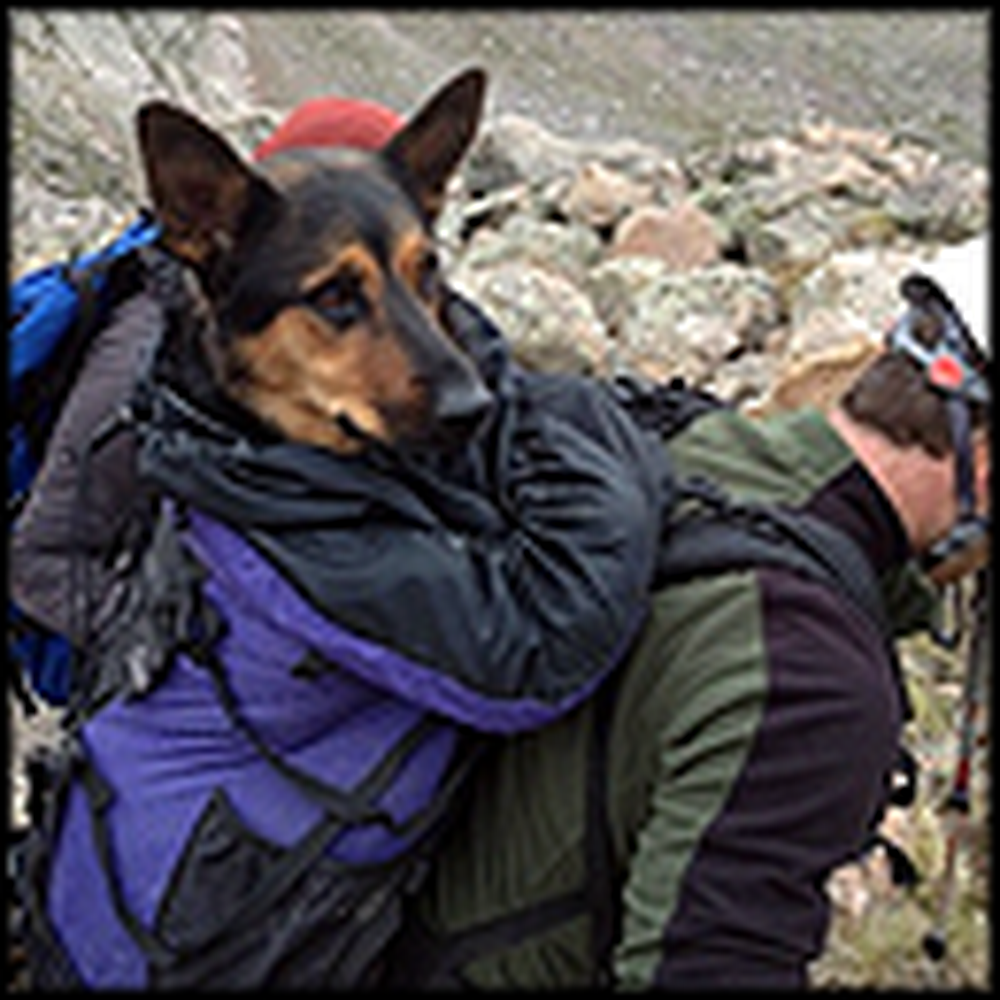 Amazing Rescue of a Dog Stuck on a Mountain for 8 Days