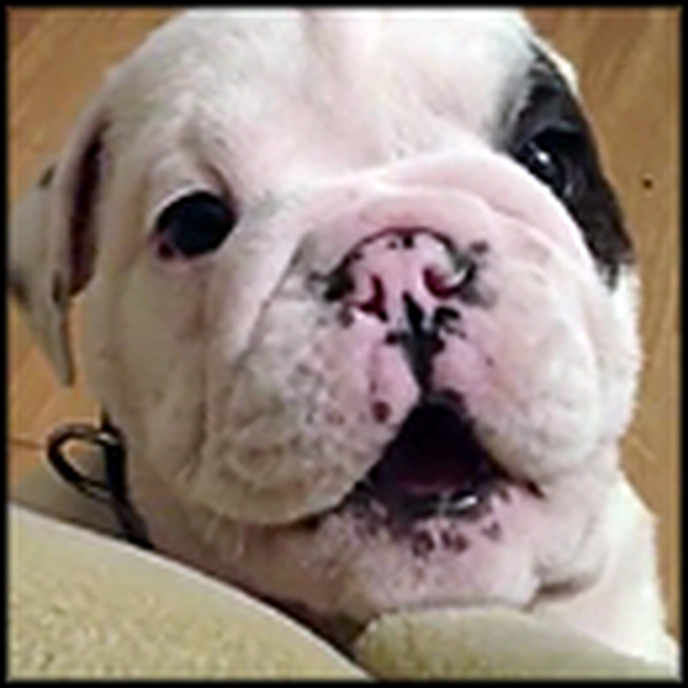 Fussy Baby Bulldog is Just Too Cute to Be Mad At - Awww