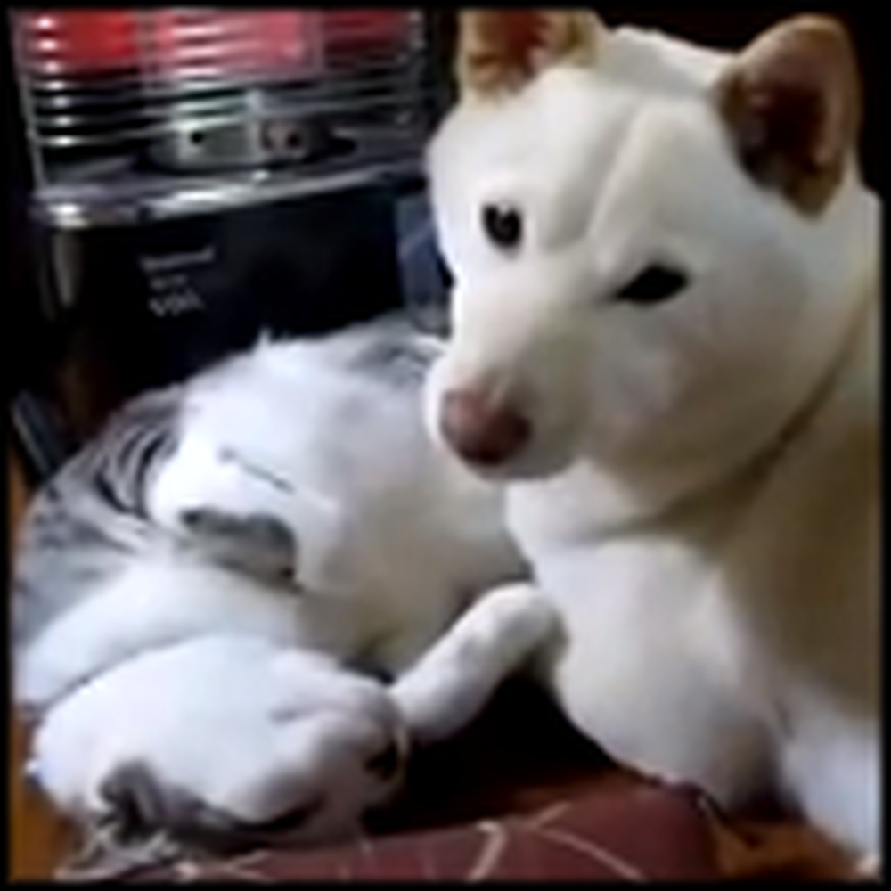 Dog Uses His Cat Friend as a Pillow - Aww
