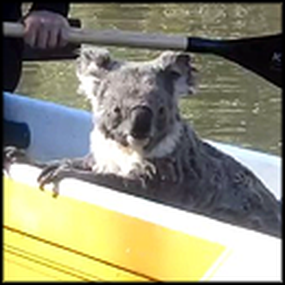Australian Campers Get the Most Unusual Visitor Ever