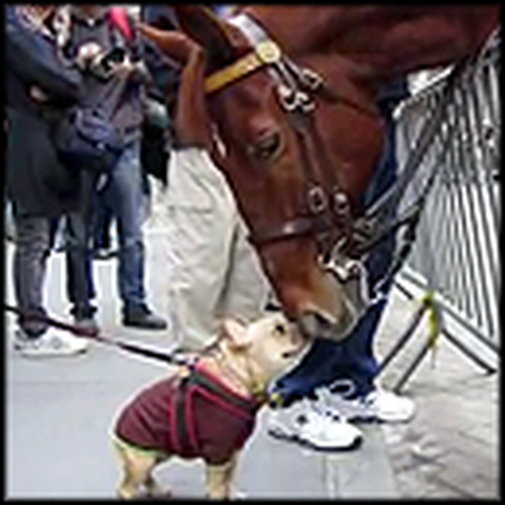 Watch What This Police Horse and Adorable Pup Do