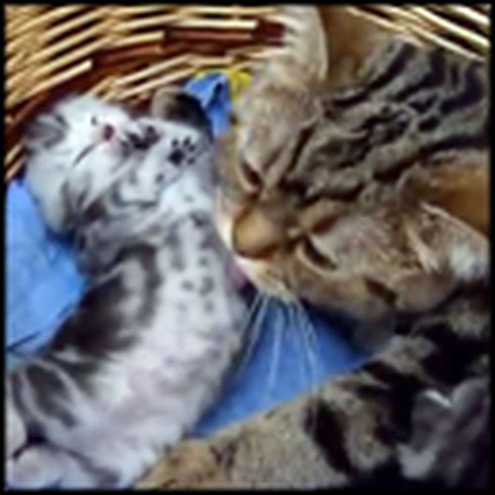 Mama Cat Takes Care of her Kitty in a Way That'll Melt Your Heart
