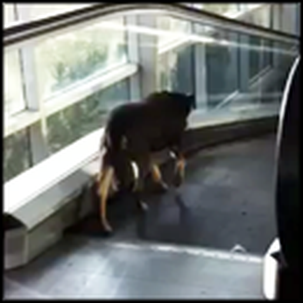 Dog Versus Escalator - Watch the Neverending Cuteness