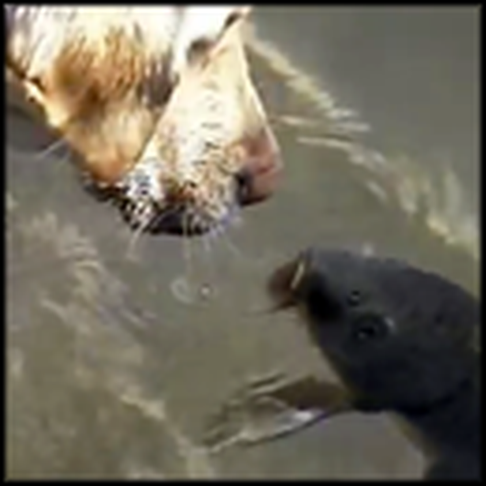 Dog Becomes Best Friends with a Fish - Hilarious